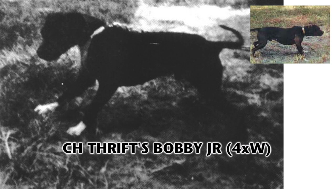 CH THRIFT'S BOBBY JR 4XW AMERICAN PIT BULL TERRIER HALL OF FAME (SUBSCRIBE)