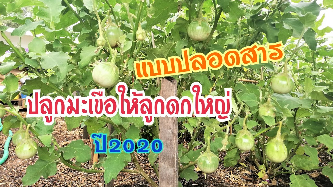 EP228.วิธีปลูกมะเขือให้ดกเก็บผลผลิตได้นาน​ ปลอดสารในฝรั่งเศส​ การ​ เตรียมดิน​ เพาะเมล็ด​ เก็บเกี่ยว