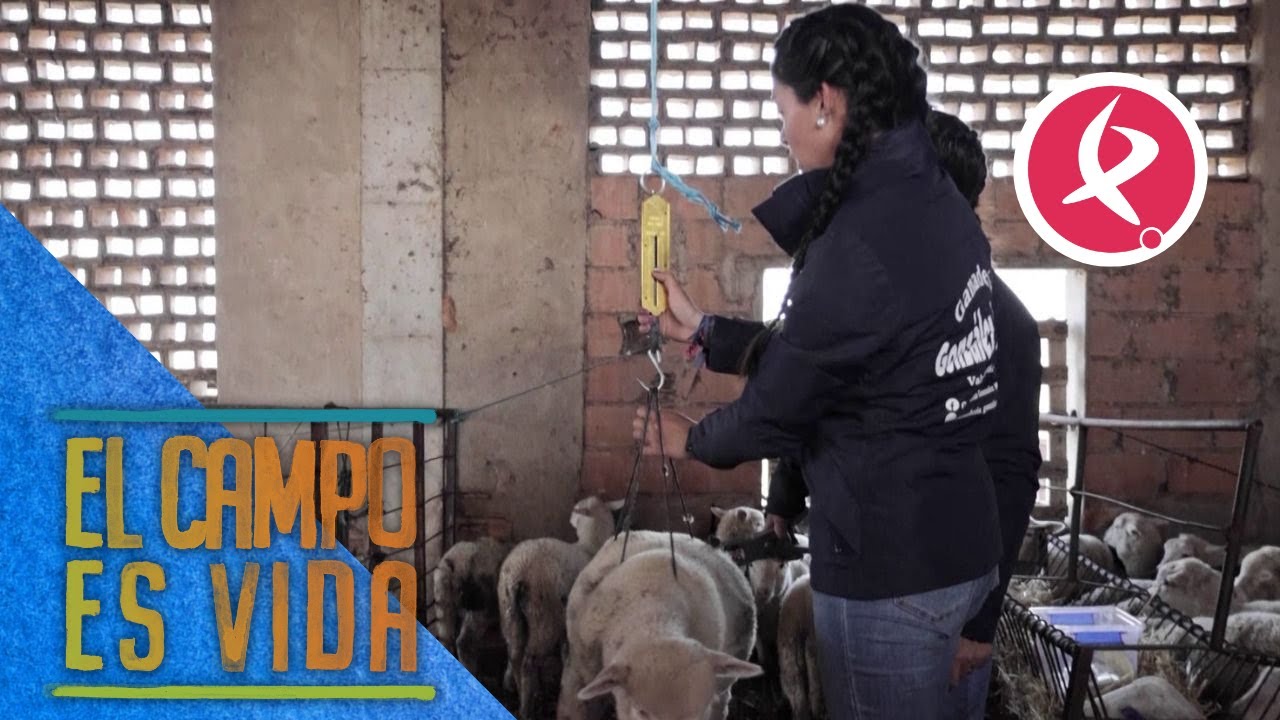 Isabel y Lidia comprueban el peso de sus borregos | El campo es vida