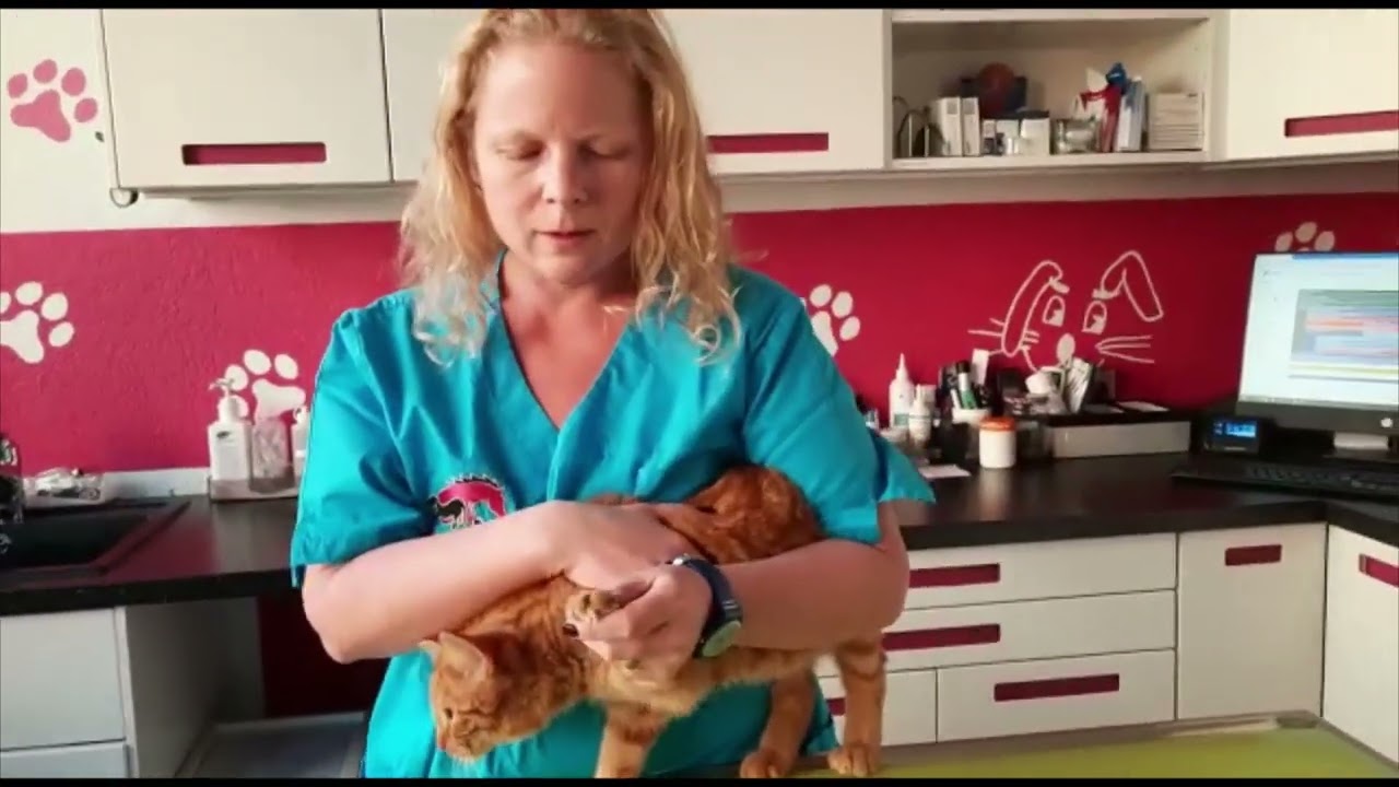 Krallen schneiden bei der Katze