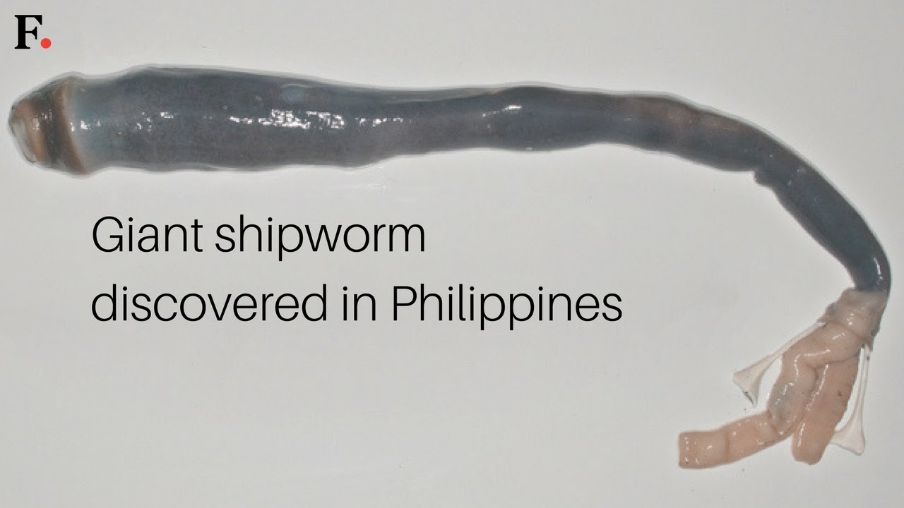 Scientists have discovered the first ever live specimen of shipworm