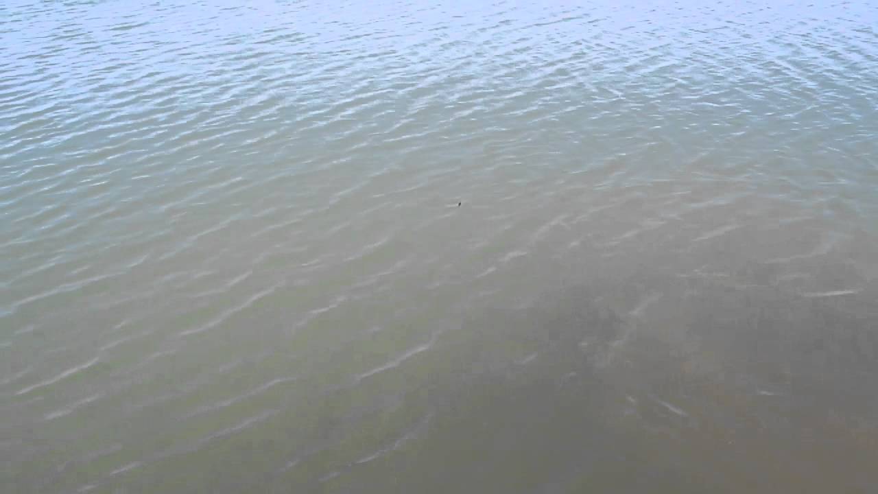 PESCA EN EL PANTANO DE ARCOS DE LA FRONTERA