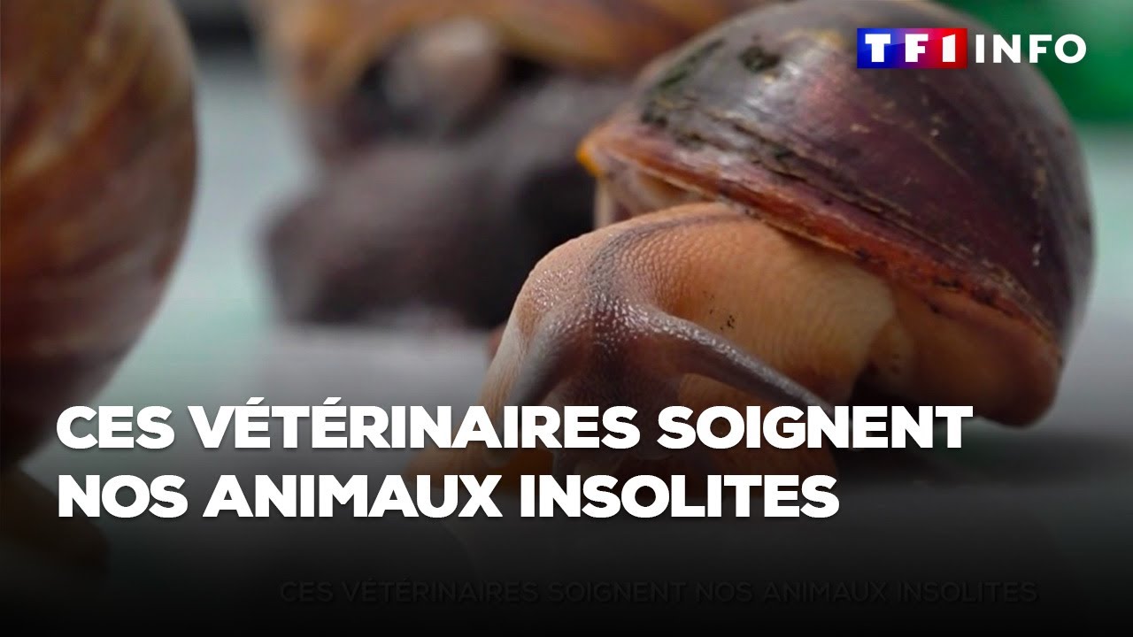 Ces vétérinaires soignent nos animaux insolites