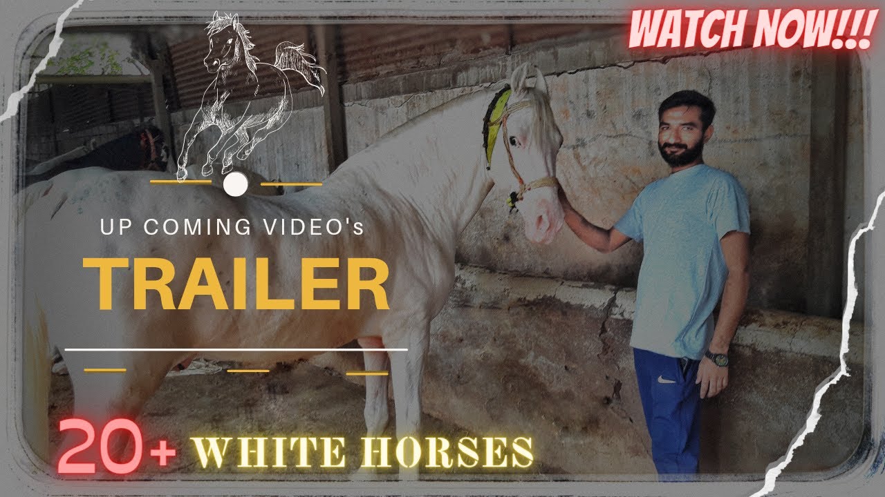 pure nukra horse || 20+ Nukara horse - The Kathiyawadi Horse #nukra #trailer