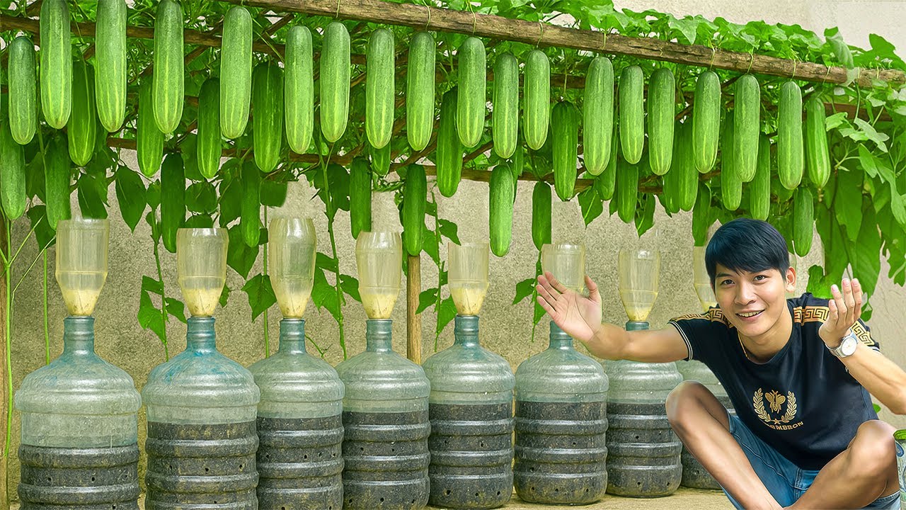 Reuse old plastic bottles to grow cucumbers, sweet and juicy fruits.