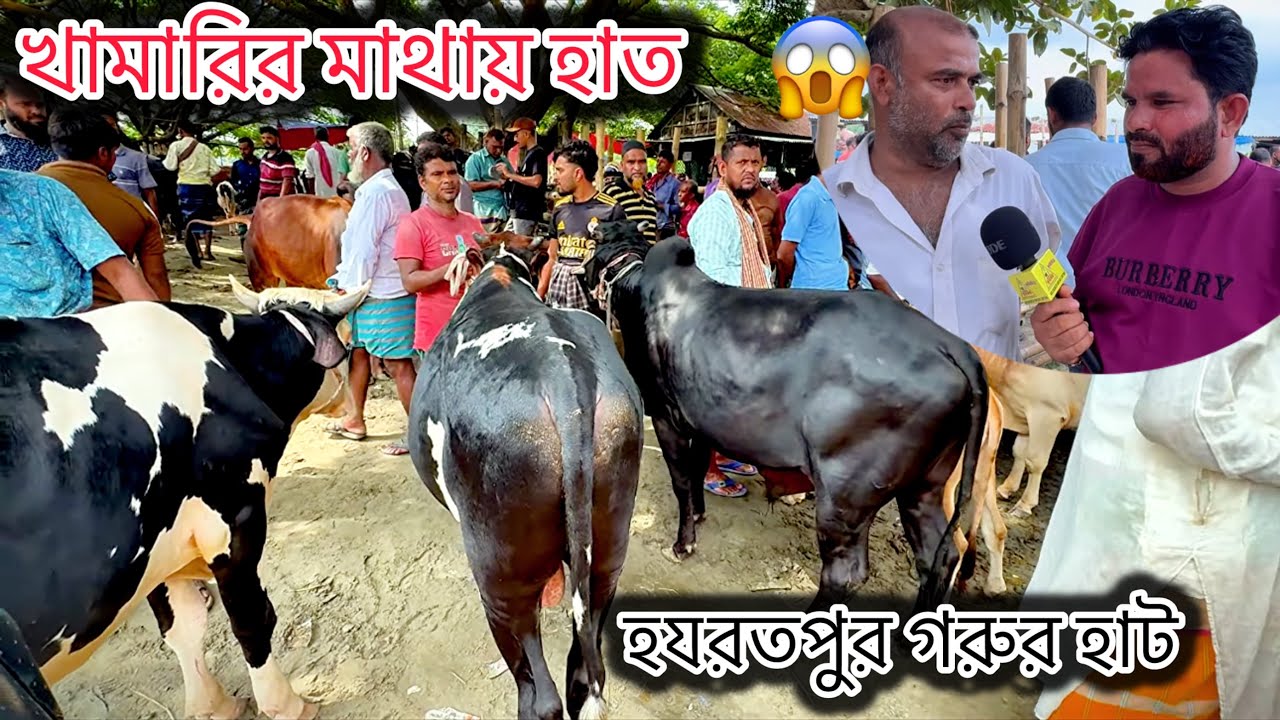 ঢাকার কেরানীগঞ্জ হযরতপুর গরুর হাট থেকে মাংসের ওজনের গরুর দামের চমক। কৃষকের কৃষি চিত্র। 