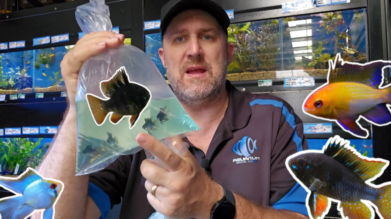 Love Rare Ram Cichlids? You won't want to miss this unboxing!