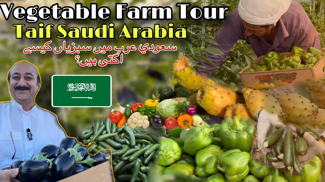 How Vegetables Are Grown in Taif | Saudi Arabia Farm Tour | سعودي عرب مين سيزيان كيسياكتى بير؟