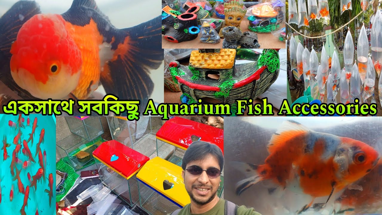 সুন্দর সুন্দর Goldfish আর Aquarium Accessories | Serampore Haat | Shrirampur Pet Market | Aquarium 