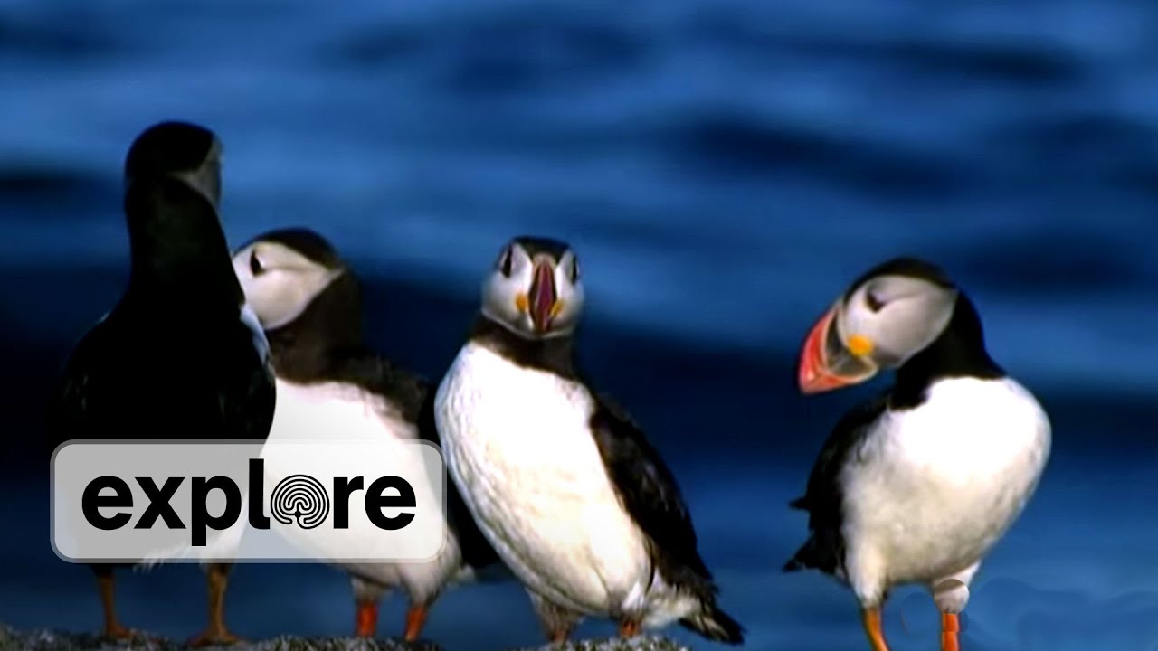 Project Puffin, 40 Years of Seabird Restoration