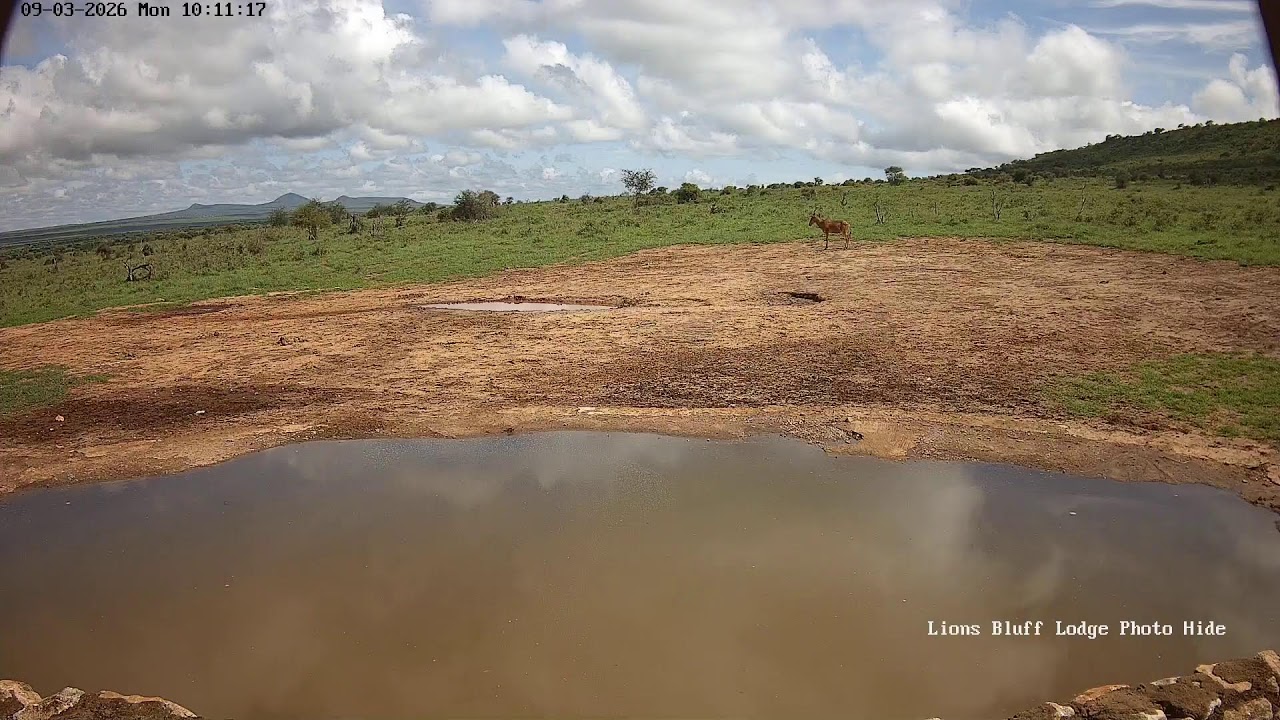 Lions Bluff Lodge Photo Hide - Live Stream