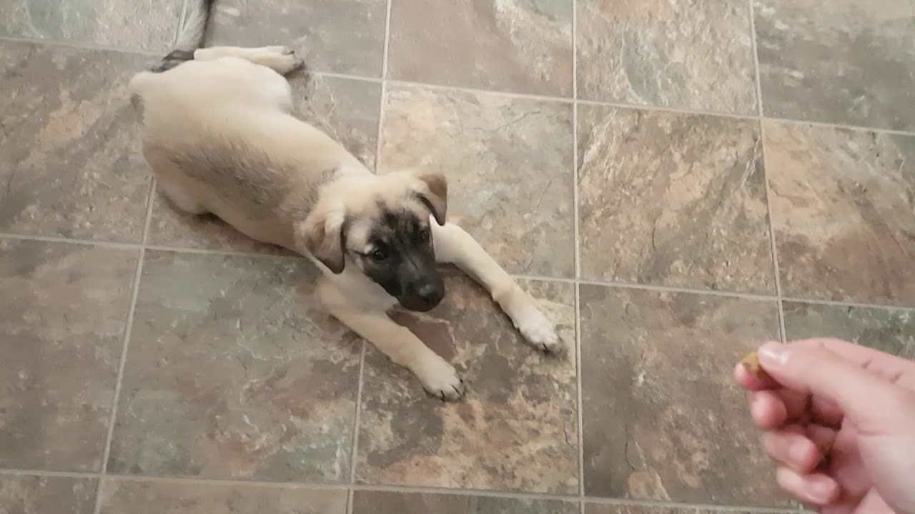 3 month old Anatolian shepherd puppy doing tricks