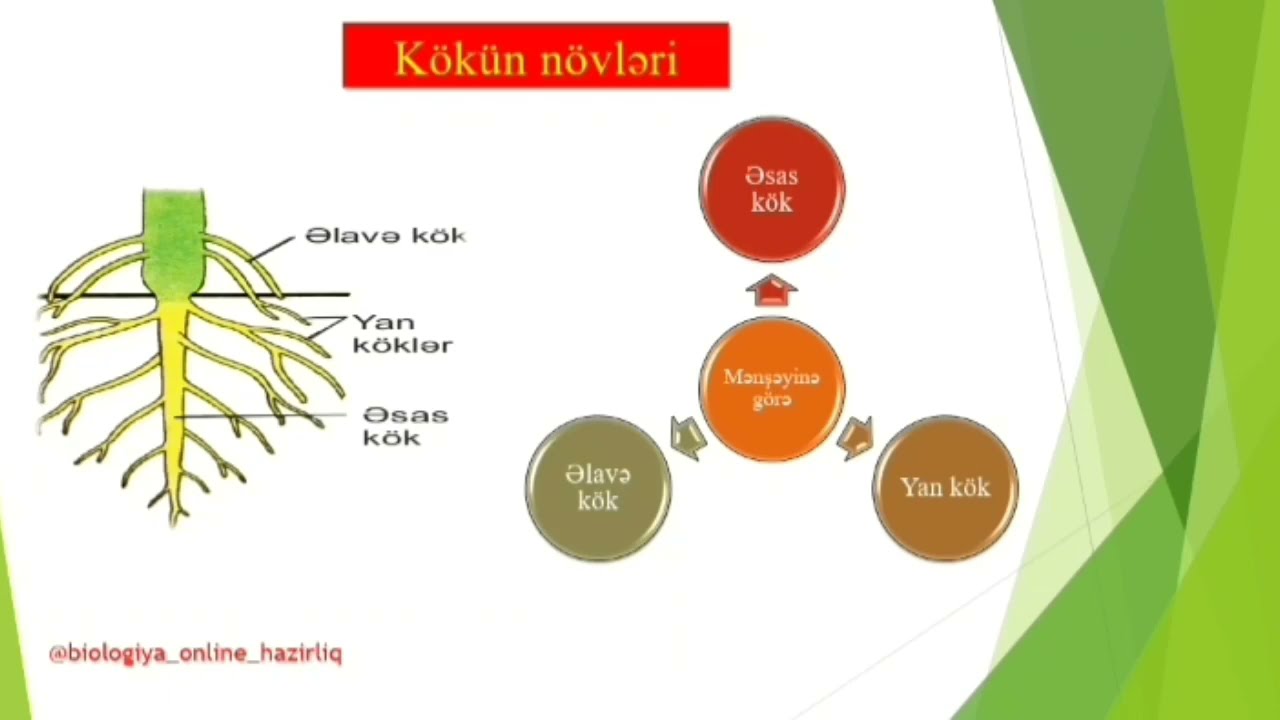 Botanika - Kök. Kökün növləri, kök sistemi, kökün quruluşu və zonaları mövzusunun izahı.