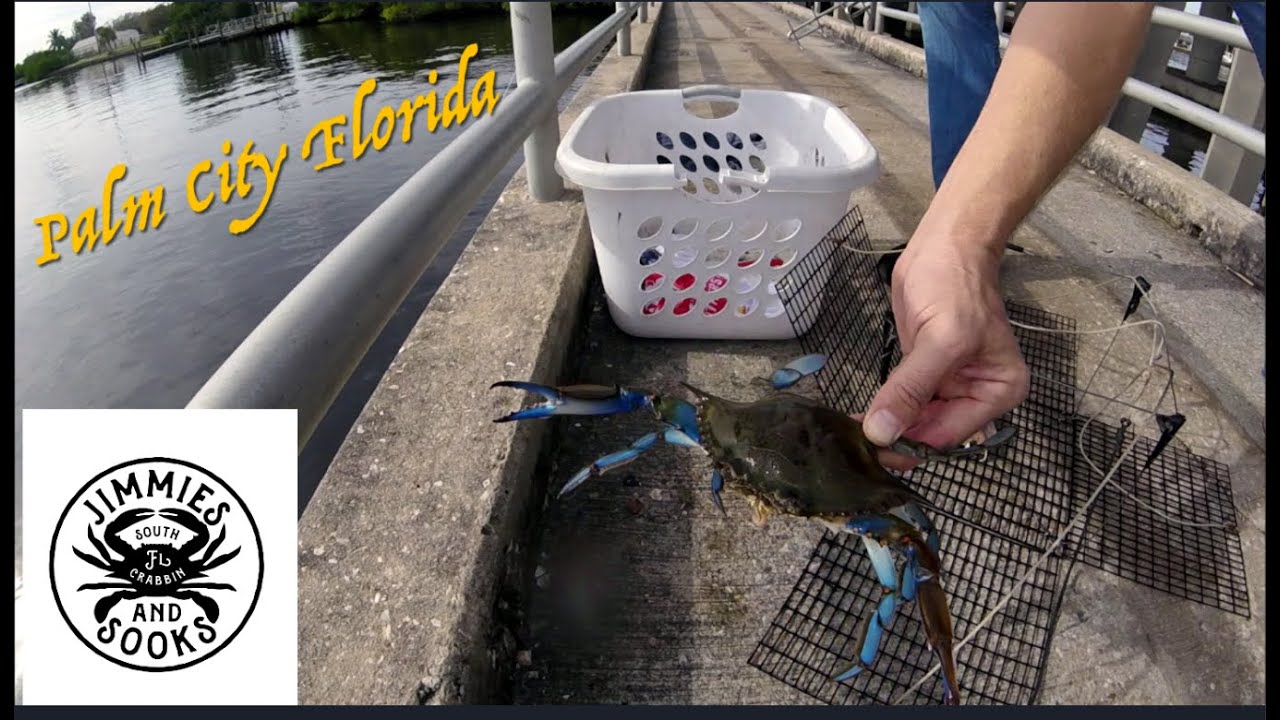 LETS GO Crabbing from a PIER in South Florida! Using RING TRAPS and BOX TRAPS!! Which catch better?