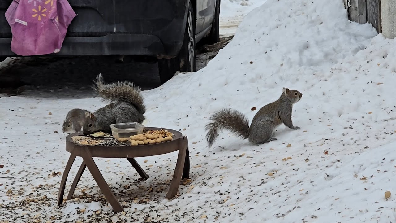 SquirreloVision! Sunday morning with my sweet squirrel friends.