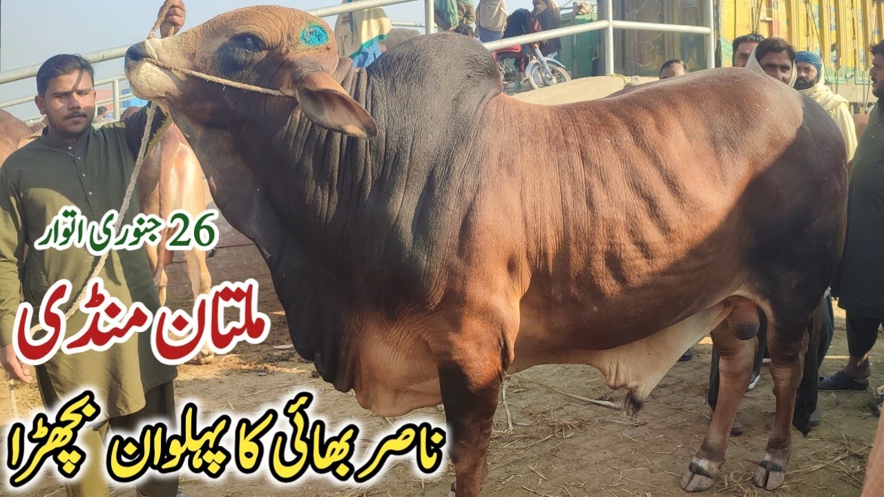 Qurbani 2025 Ki Behtreen Khredari Arooj Pr | 26 Jan Sunday Multan Janwar Mandi Latest Update