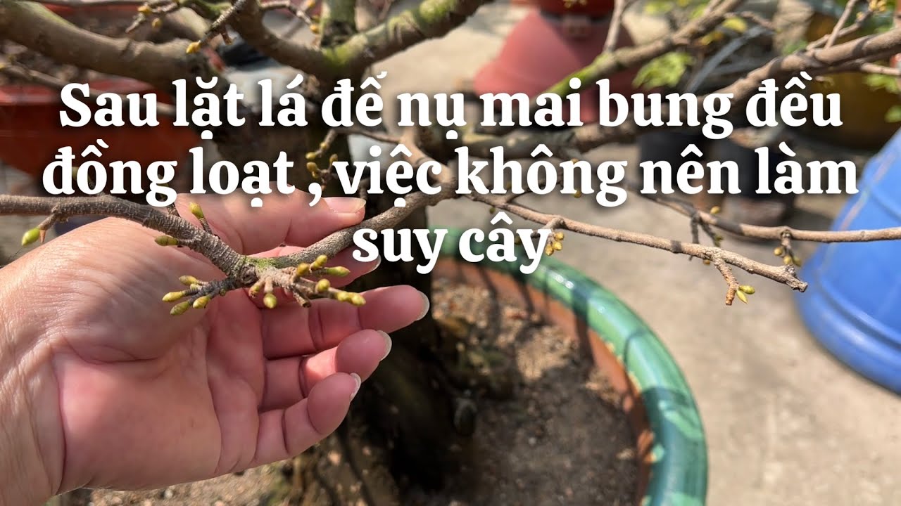 Để nụ mai bung đều đồng loạt sau lặt lá và việc không nên làm suy cây // 16-12 âl 