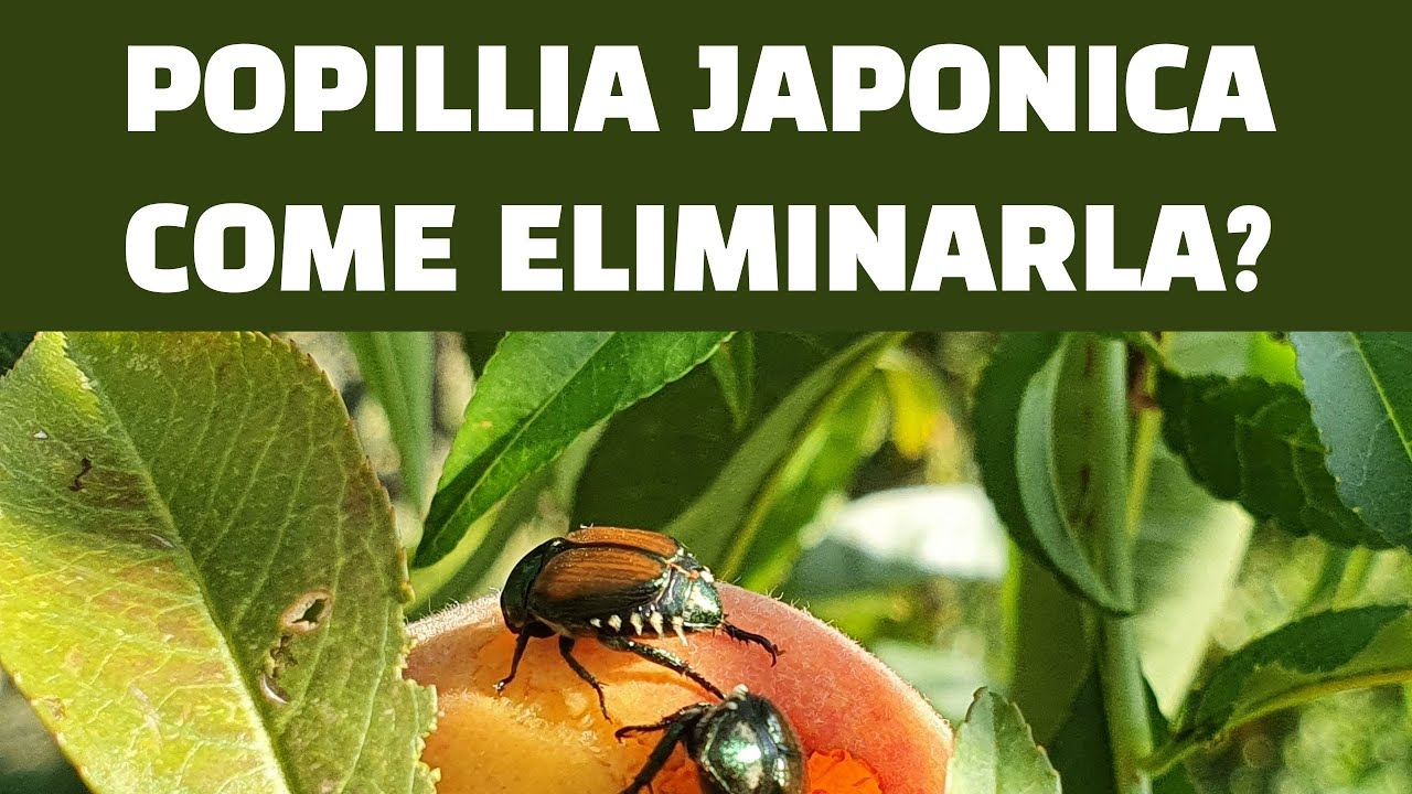 Popillia Japonica aiuto!! Voi come la state combattendo?