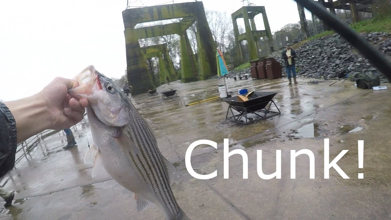 Catching CHUNKY Stripers at Wateree!
