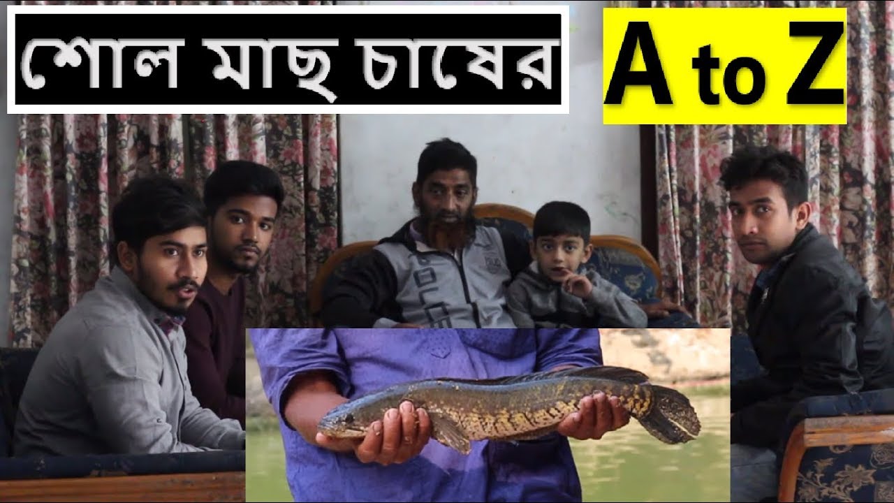 দেশি শোল মাছ চাষ | শোল মাছ চাষের A to Z এবং তার ভবিষ্যত | jubo agro