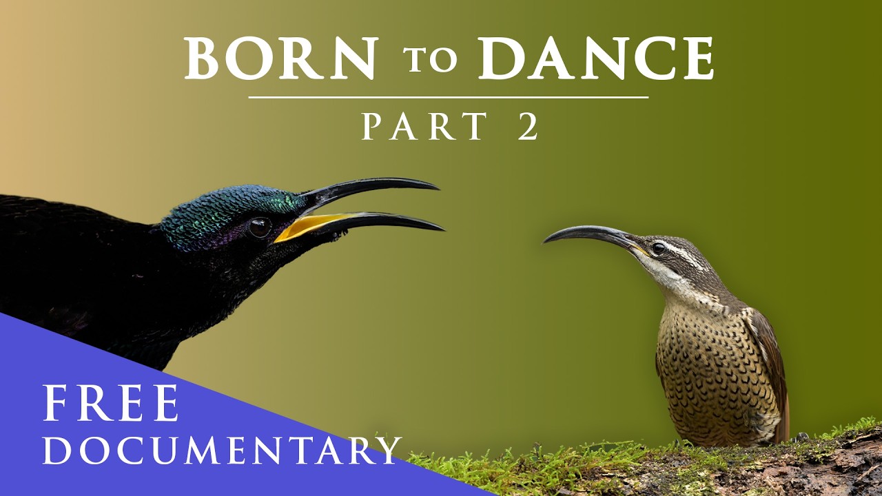 Born To Dance. The Secret Life Of The Paradise Riflebird. Part Two #birdofparadise