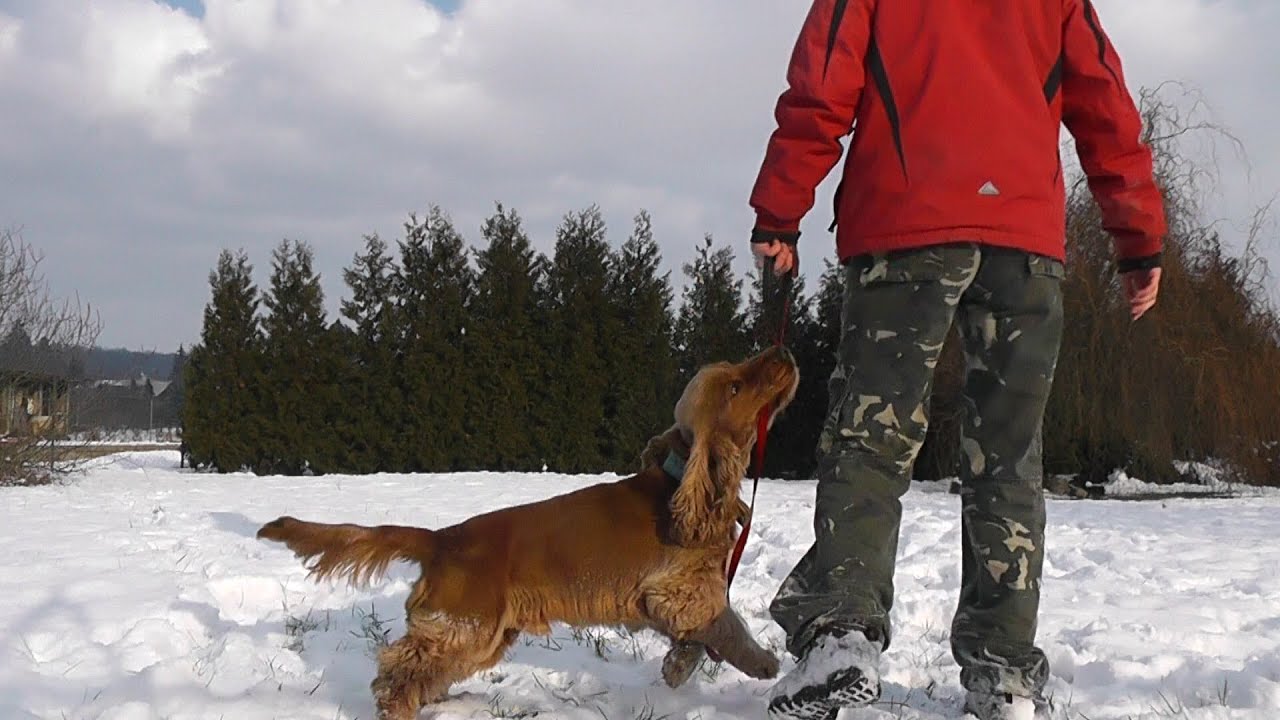 Výcvik psa - NEVIE CHODIŤ PRI NOHE / Dog training - HEELING BASIC