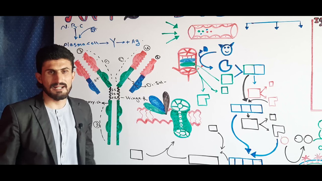 ودیو درسی شماره (36) مضمون فیزیولوژی  Immunoglobulin(Antibody)  and Complement system