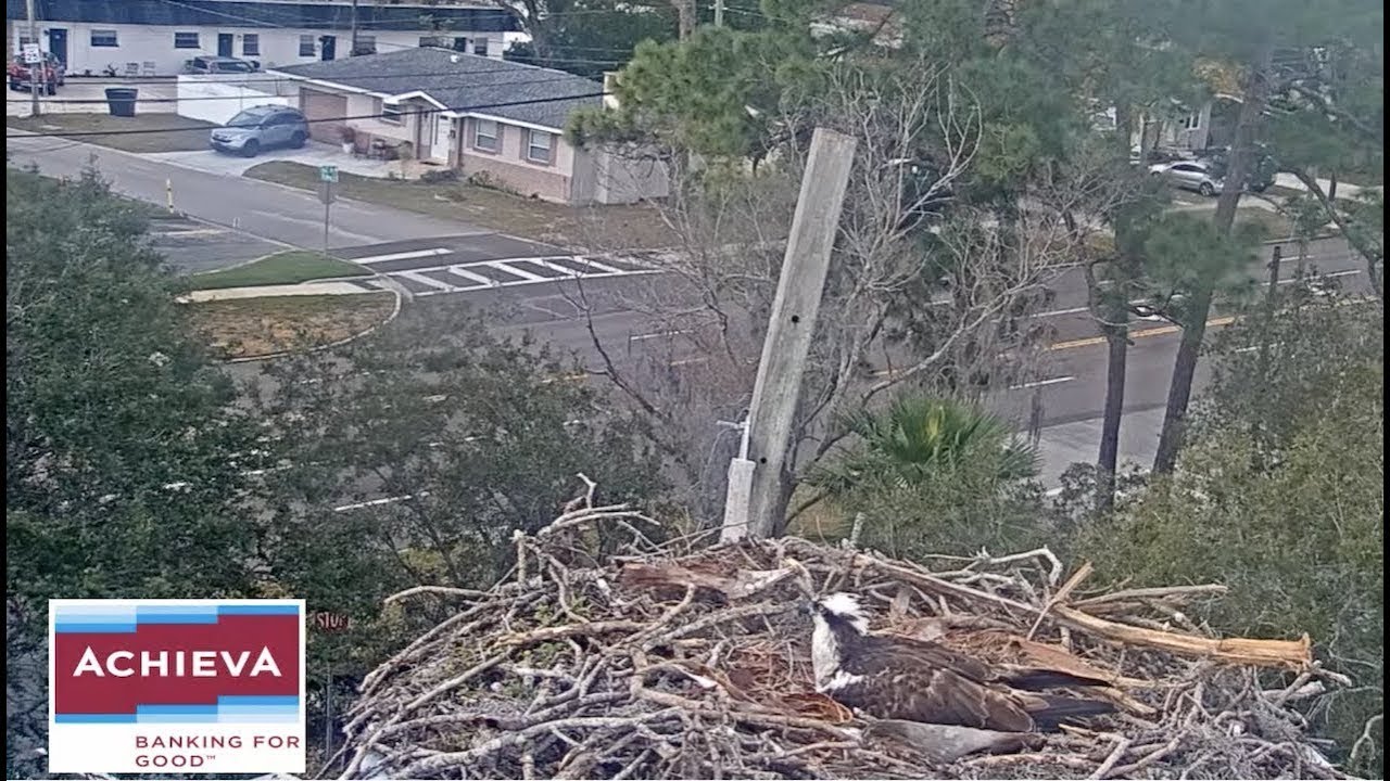 Achieva Osprey Cam