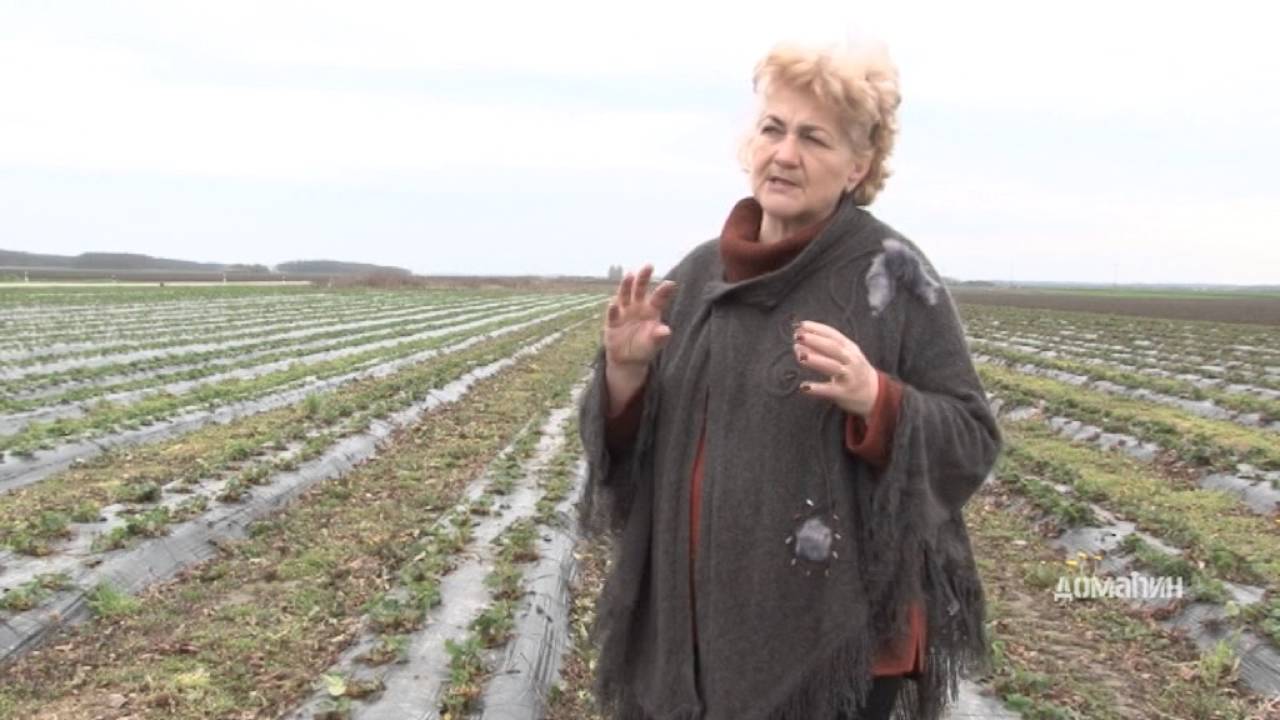 Priprema jagoda posle zime Domaćin 465