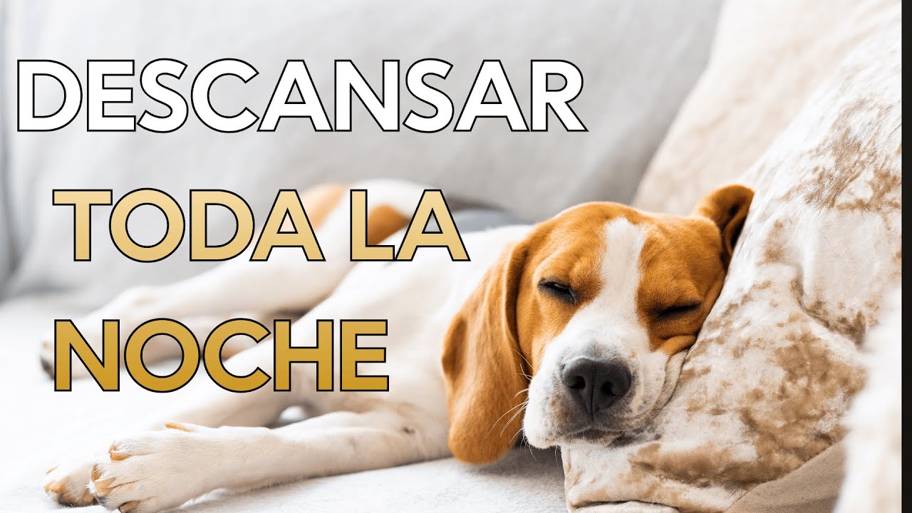 M&uacute;sica para que tu Perro Descanse Toda la Noche