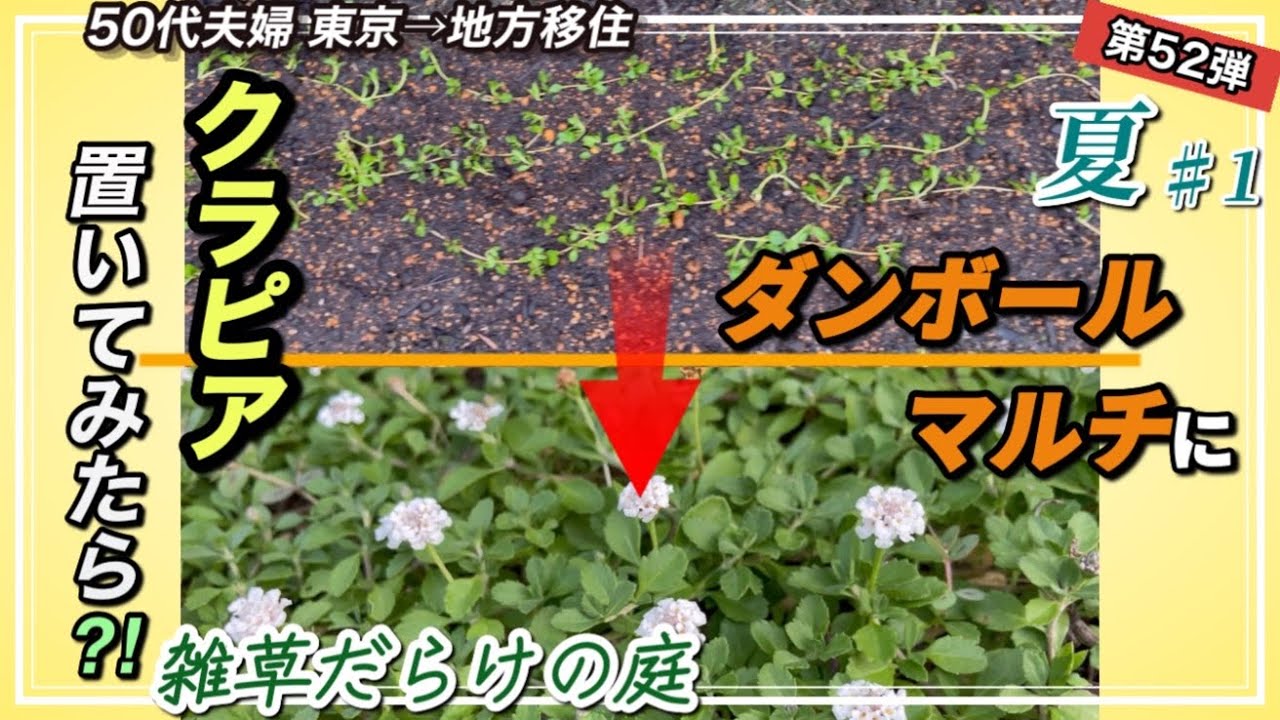 ダブルで雑草対策！ダンボールマルチにクラピア根付きました