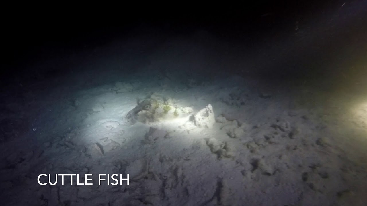 Night Diving Havelock Island, Andaman Island, India