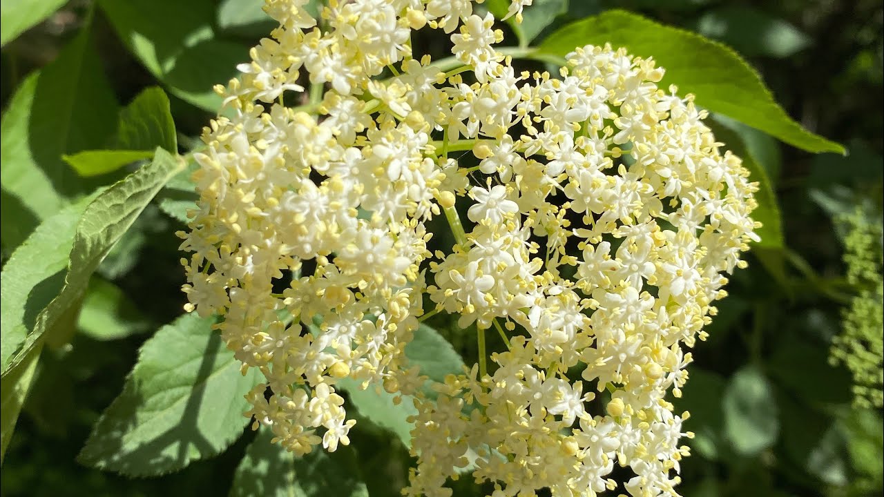 Fioriture di Acacia e Sambuco