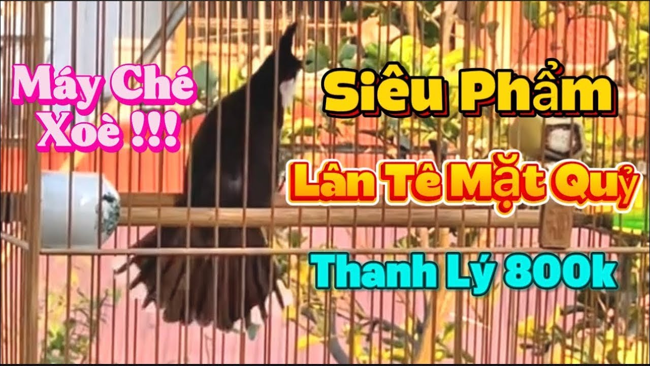 Đẳng Cấp Siêu Lân Tê Mộc Dở Đấu Giàn / Phách Đánh Chạy Cầu Bung Xoè / Chim Gột Giàn Đỉnh Cao 