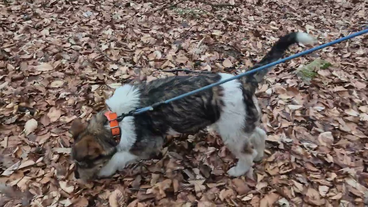 Letting my Jagdterrier off leash in the forest 
