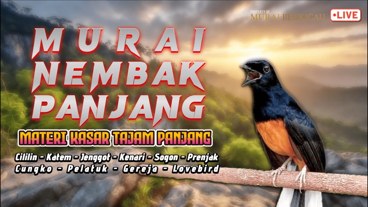 #8 PANCING EMOSI MURAI BATU | MASTERAN HANDAL FULL TEMBAKAN