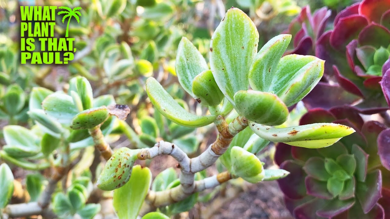Crassula ovata 'Variegata' (Variegated Jade Plant) - is a slow growing, elegantly branched succulent