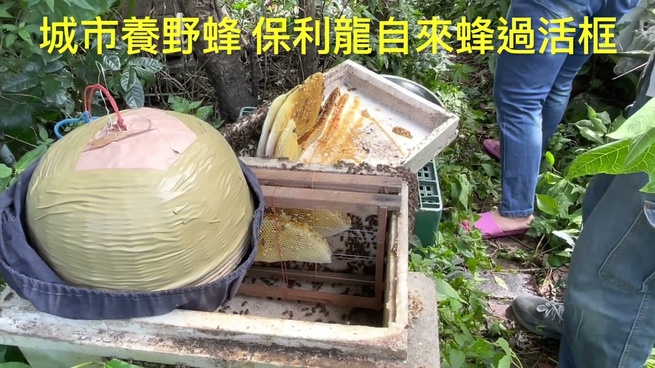 城市養野蜂 保麗龍自來蜂原地過活框