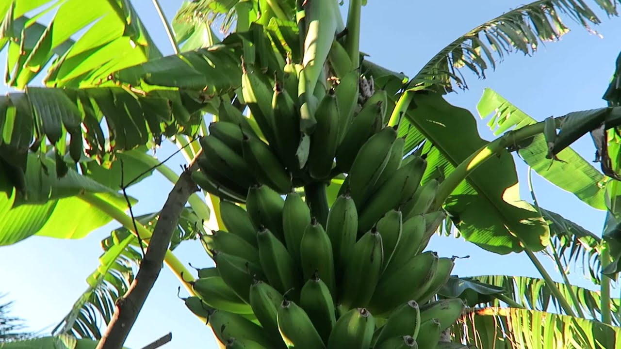 Visiting organic Tropical fruit farm in Spain
