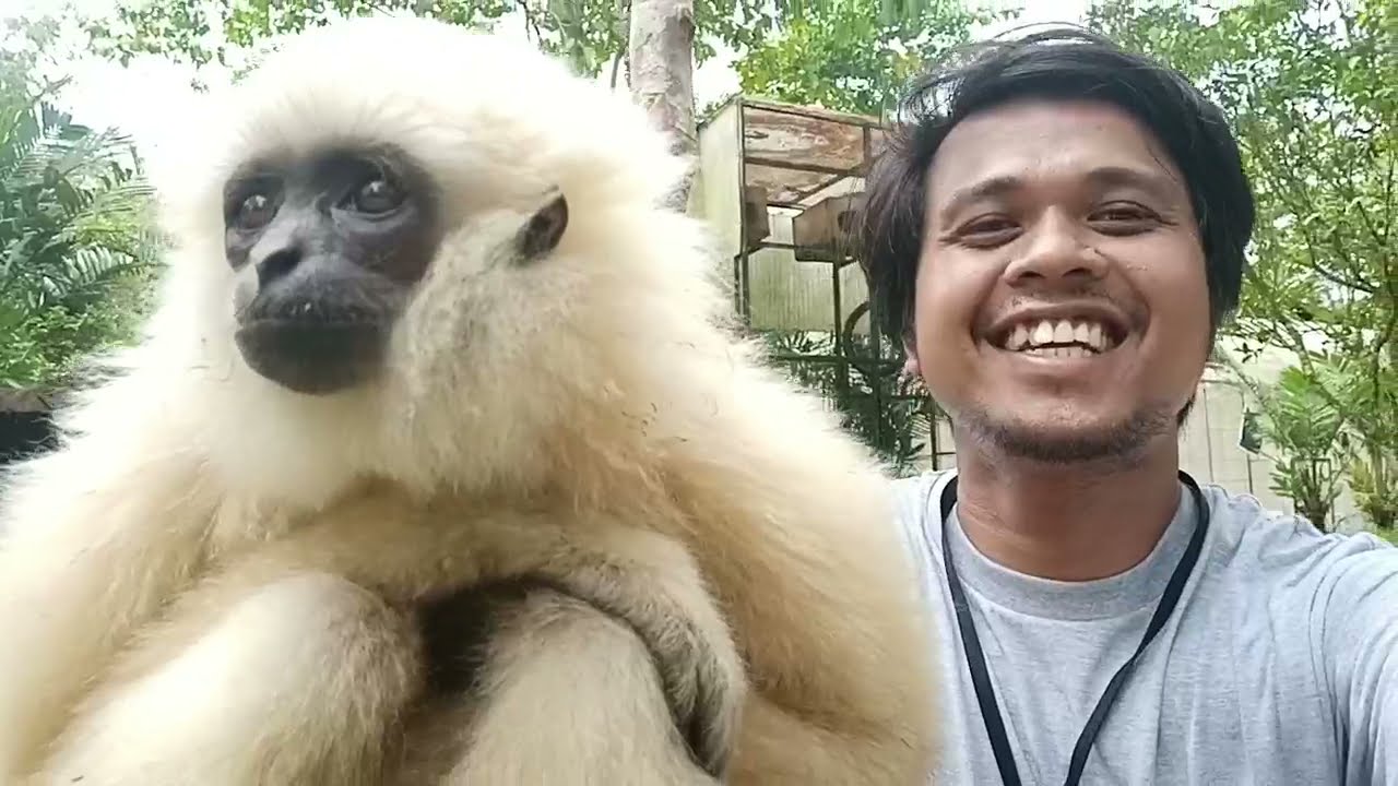 Di Sibolangit ada namanya Loli si Monyet Albino