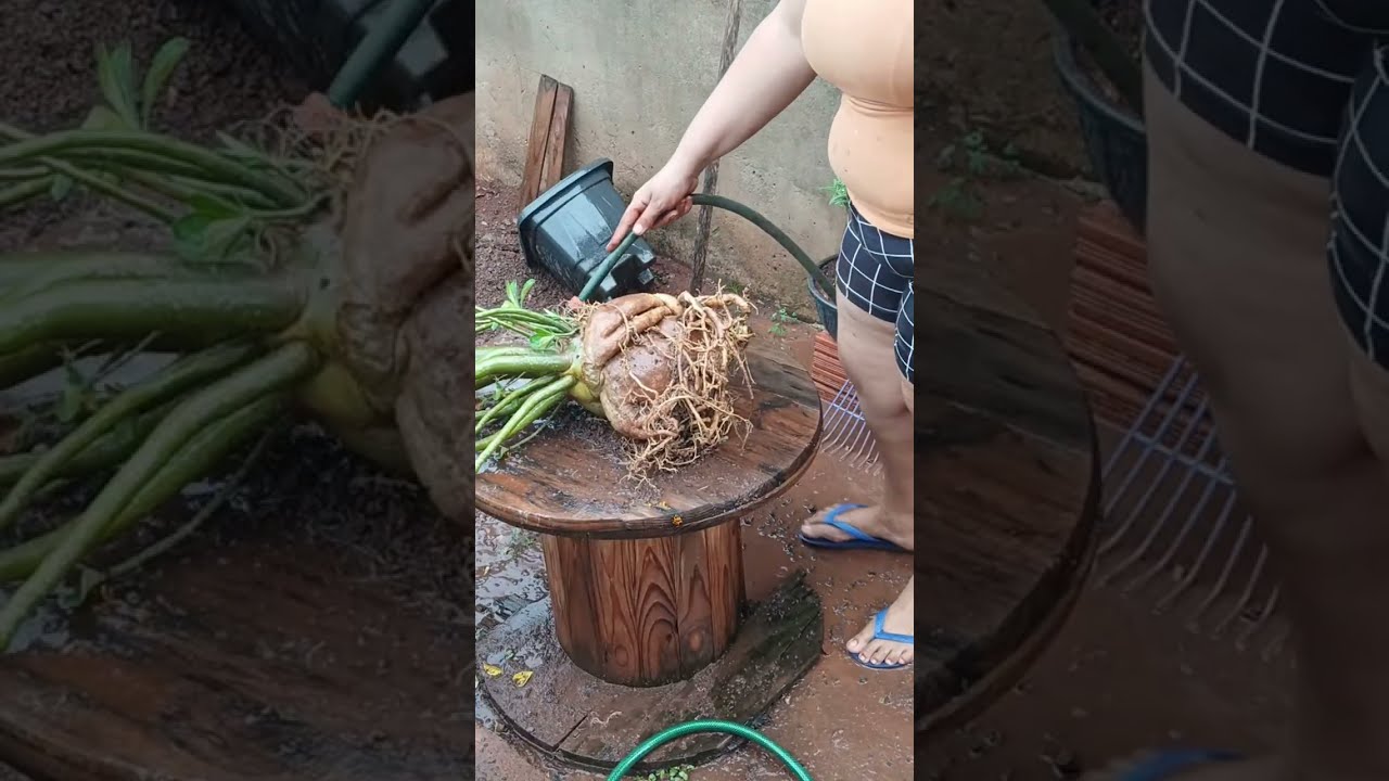 Live Desplante do cavalo com vagem 