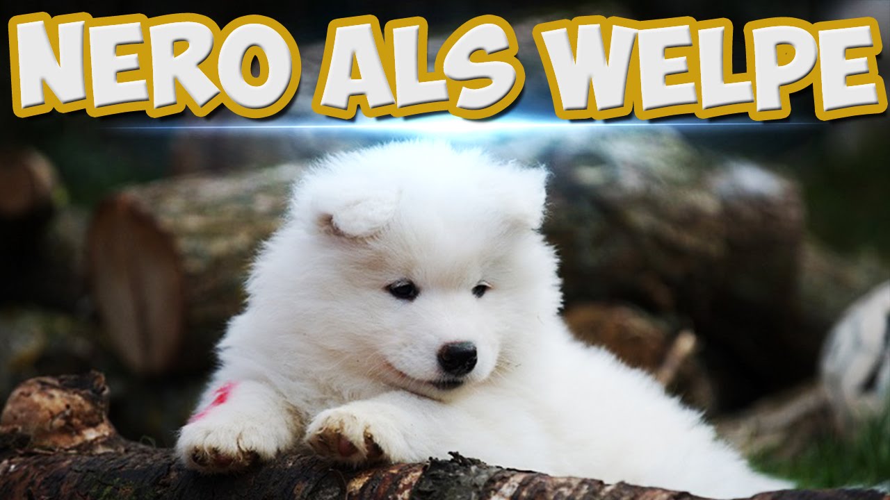 Nero als Welpe! Welpenbilder und Geschichten über Nero´s Welpenzeit