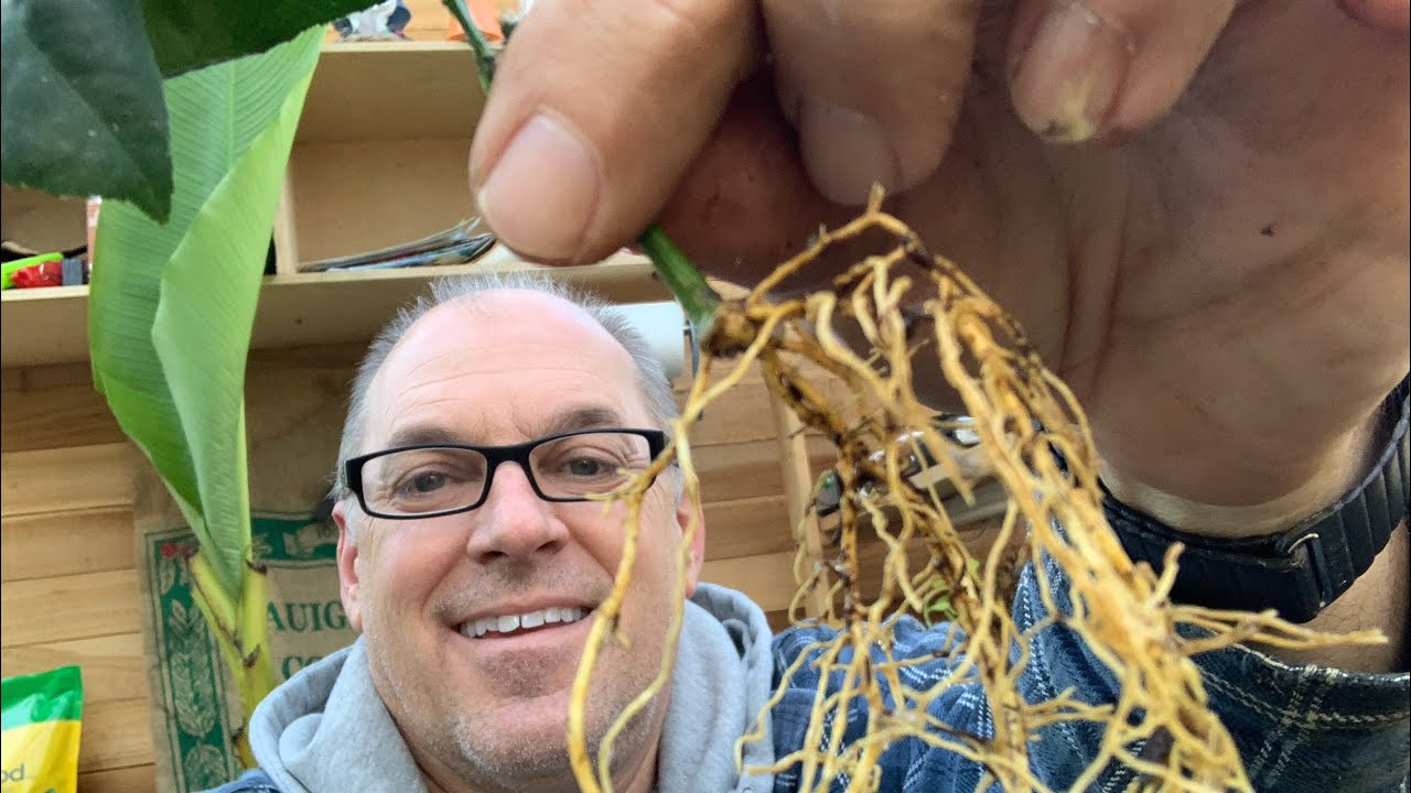 Multiply your plants for free | Rooting cuttings of lemon tree | #meyerlemon #lemontree