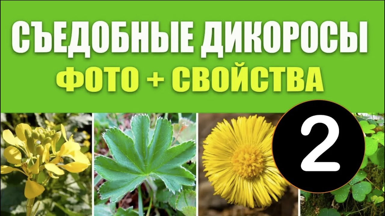 Съедобные Дикоросы 2. Фото, свойства, какие части пригодны в пищу. Дикорастущие Съедобные Растения