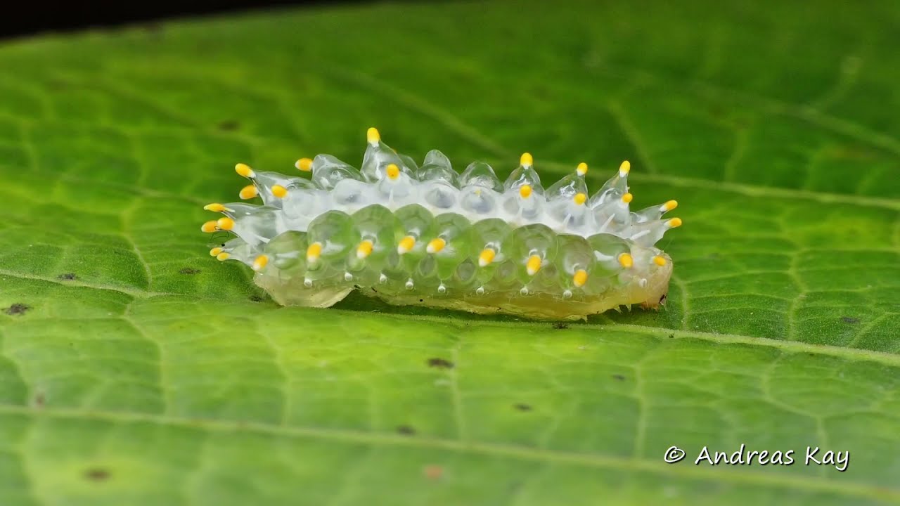 Sanctuary of Life ... The Biodiversity and Mining Frontlines of Intag, Ecuador