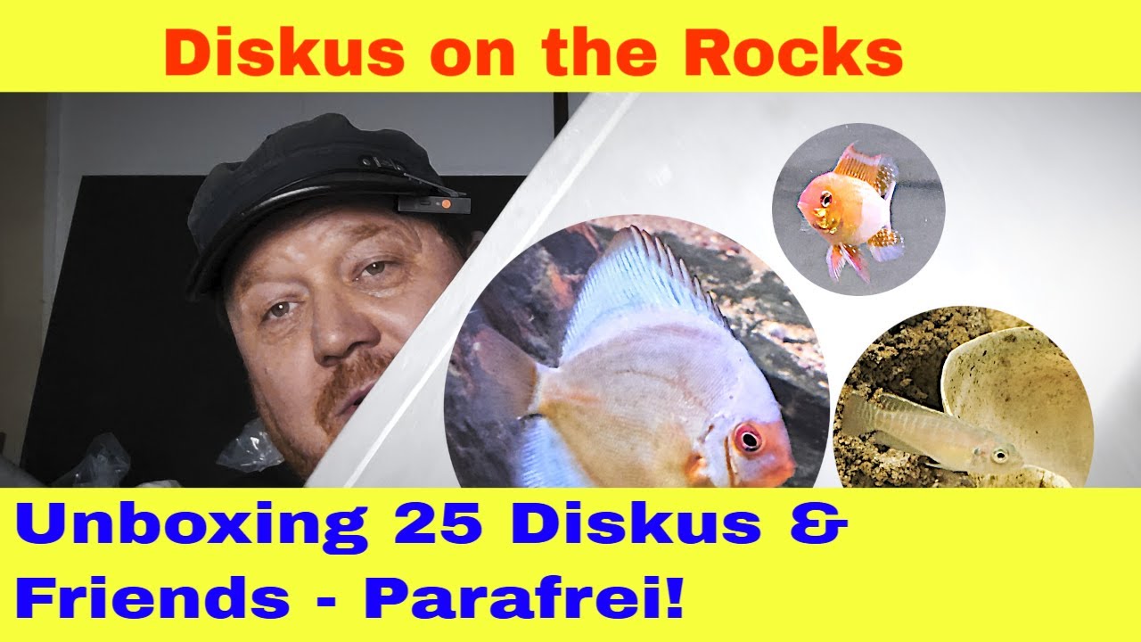 Unboxing 25 Diskus und mehr - Diskus on the Rocks - Auspacken und Eingewöhnen im Aquarium!