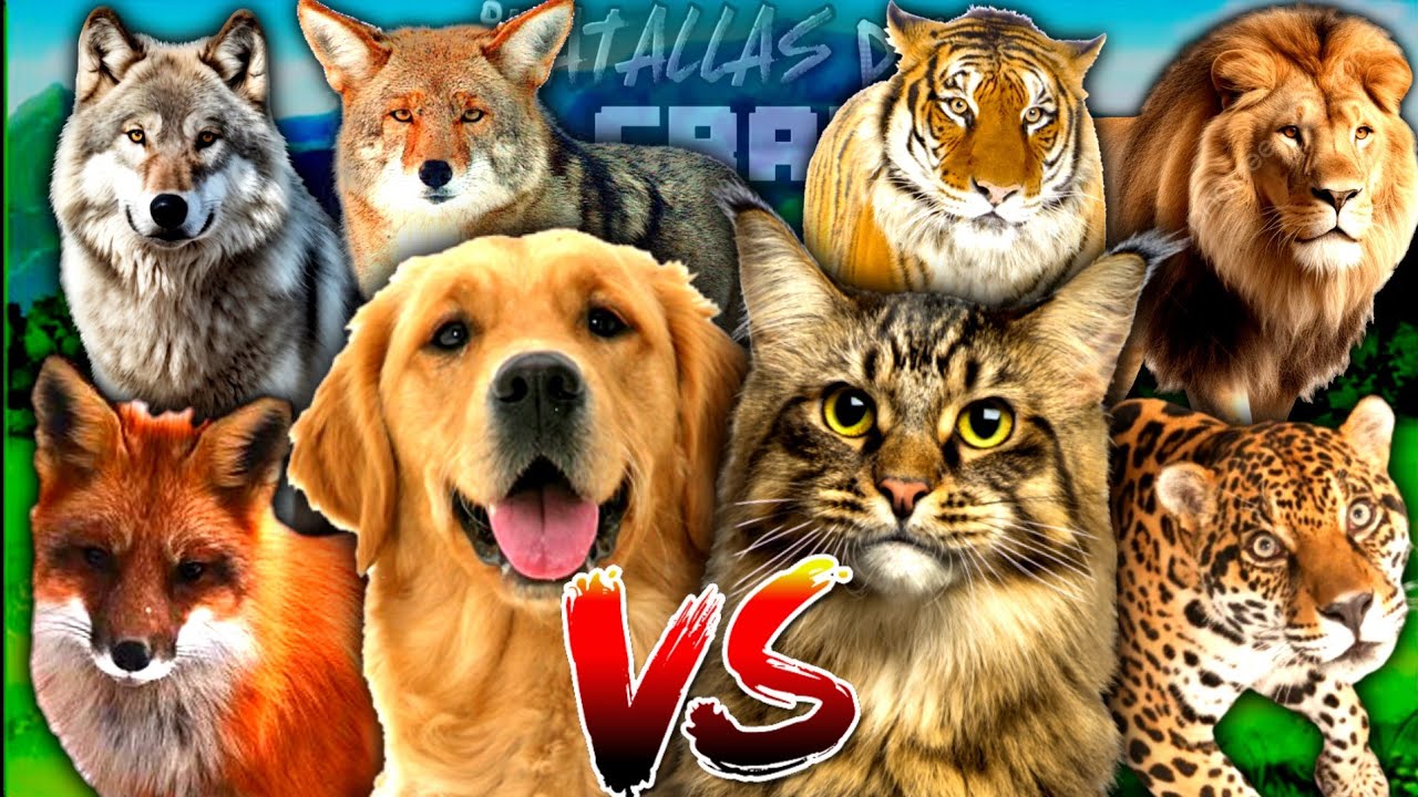Perros vs Gatos RAP||BATALLAS DE RAP-CRAFT||FT. Varias personas||(PROD. Deoxys Beats) - ESPECIAL 800
