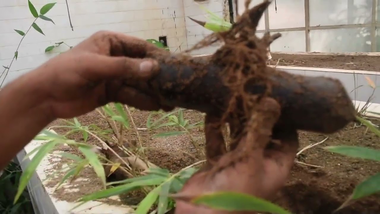 Documentary on Bamboo
