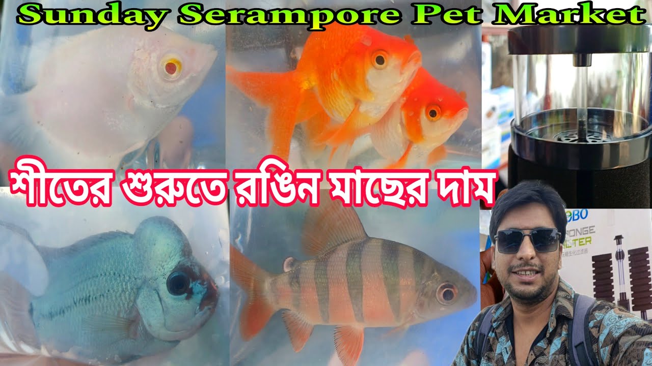 শীতের শুরুতে রবিবারের শ্রীরামপুর হাট | Aquarium Fish Price | Serampore Aquarium Fish Market | Fish 