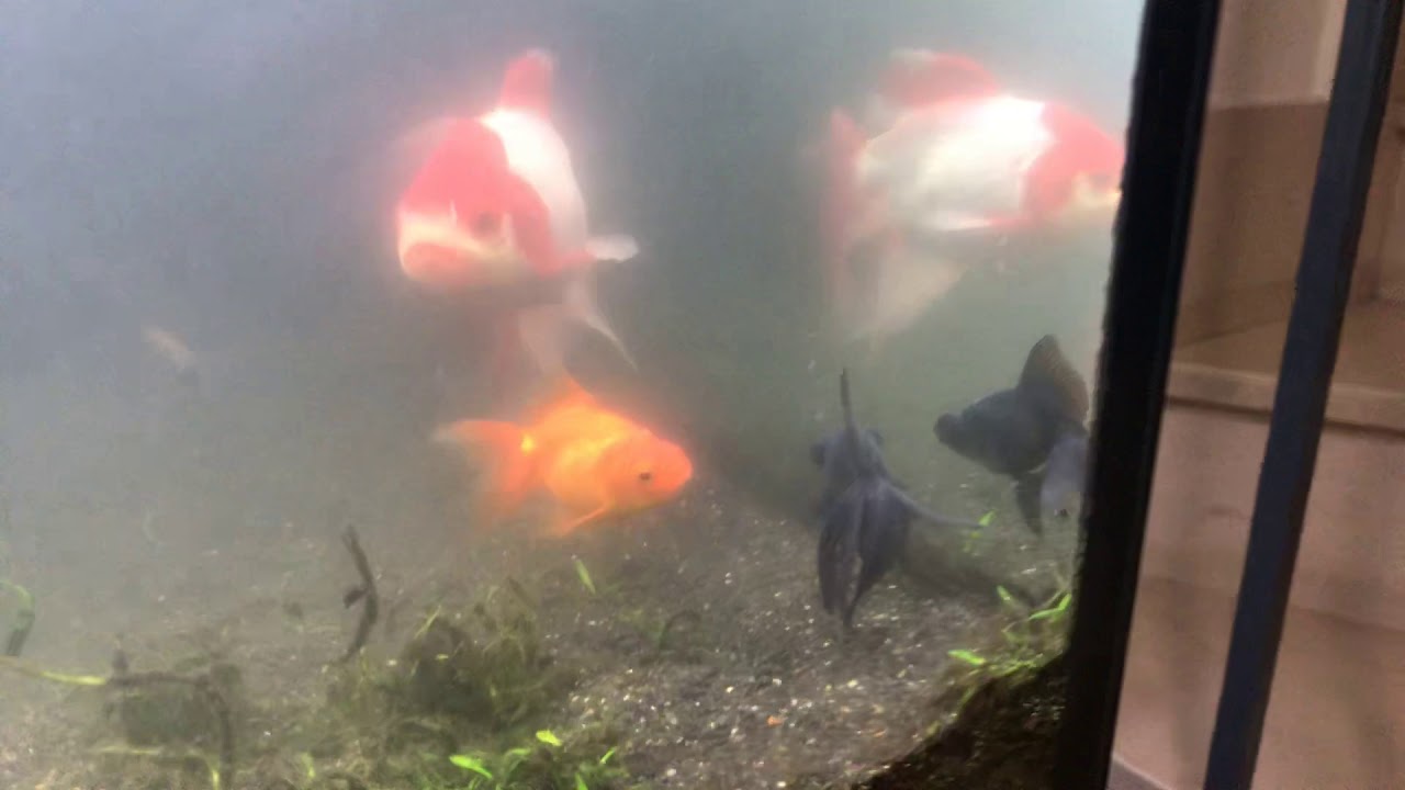 Pesce Oranda - Consigli